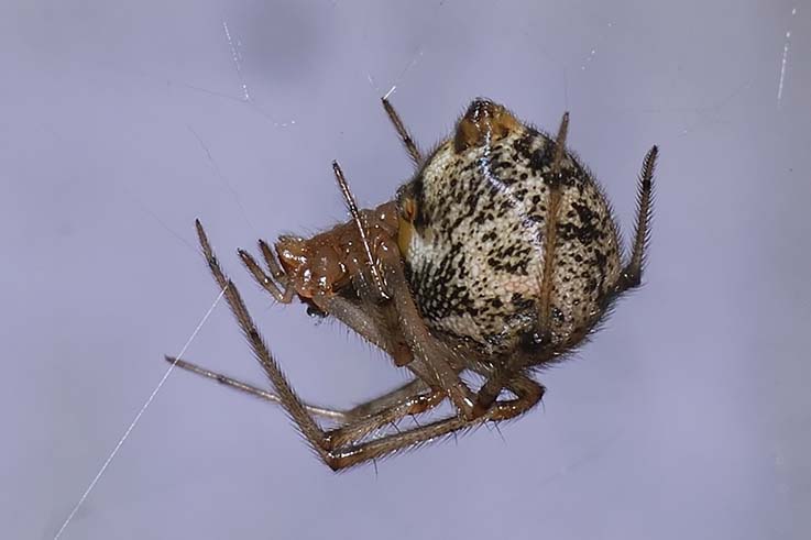 Parasteatoda tepidariorum o Achaearanea sp.